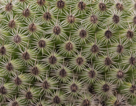 Mammillaria-huitzilopochtli-2.jpg