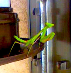 Mantis.jpg