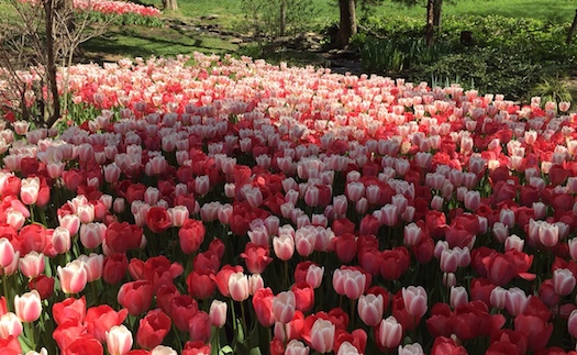 MassOfPinkTulips.JPG