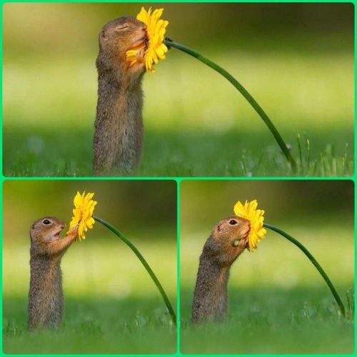 May92026-Squirrel.jpg