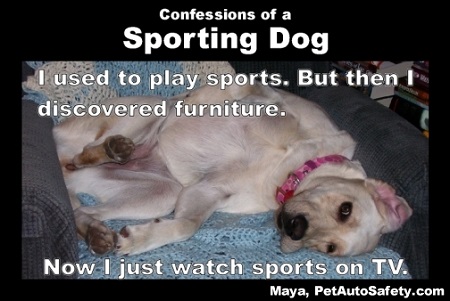 Maya-Sporting-Dog.jpg