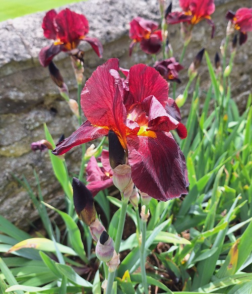 Merton_College_iris1.jpg