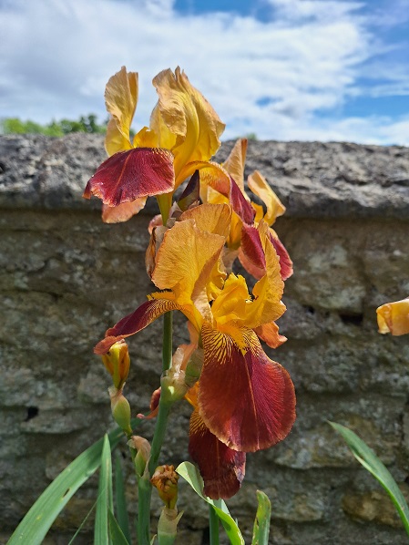 Merton_College_iris2.jpg