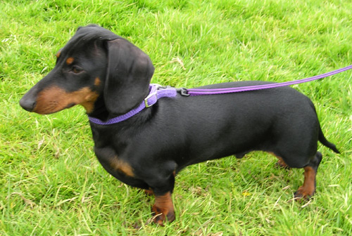 MiniDachshund1_wb.jpg