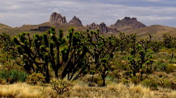 Mojave_trees.jpg