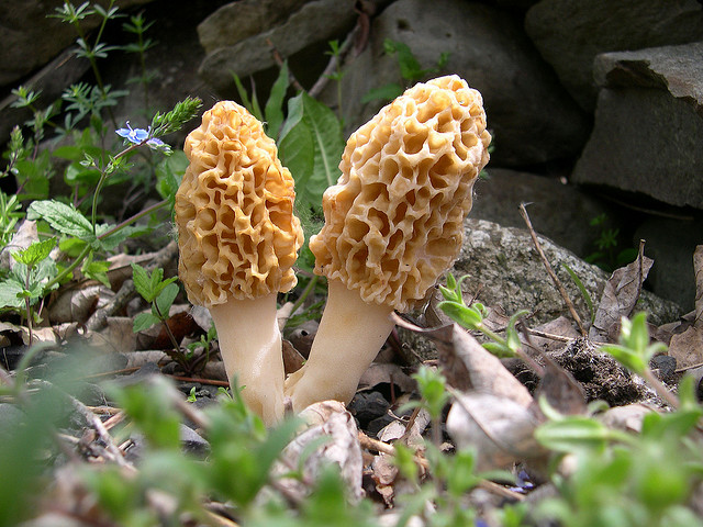 Morels.jpg