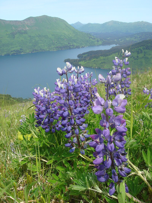 Mountaintop_Lupin_overlooking_Raspberry_Strait,_Alaska_2009_114.jpg