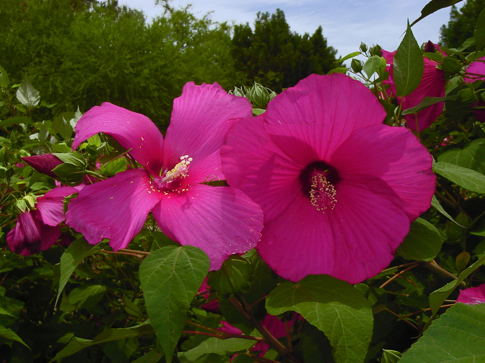 Moy-Grande-Hibiscus-compared-to-Mucho-Mas-Moy-Grande.jpg