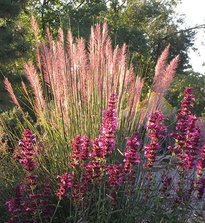 Muhly_Pink_Flamingo.jpg