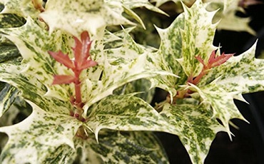 Osmanthus-Goshiki-Foliage.jpg