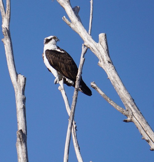 Osprey.jpg