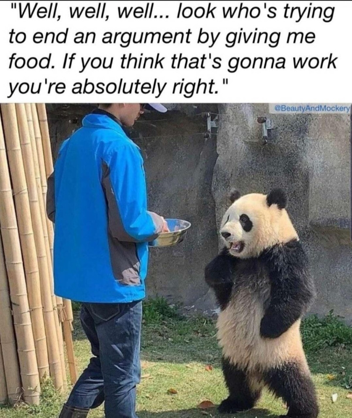 Panda.jpg