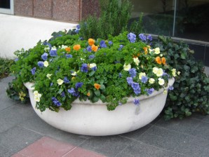 Parsley-in-a-winter-container-e1410187111568.jpg