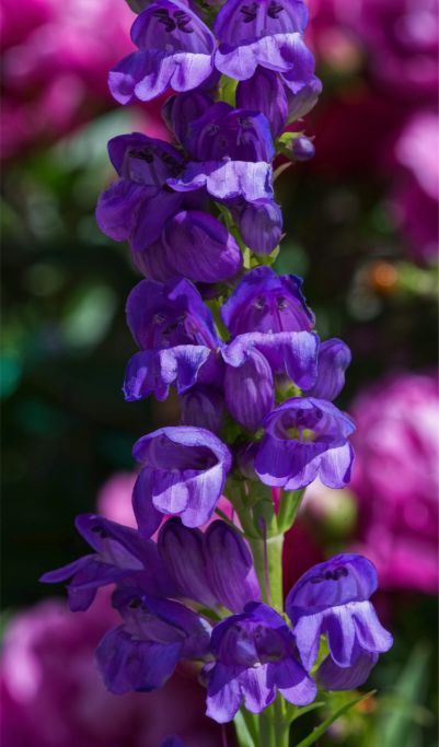 Penstemon-strictus-120.jpg