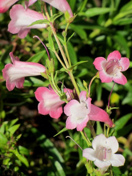 Penstemon1.JPG