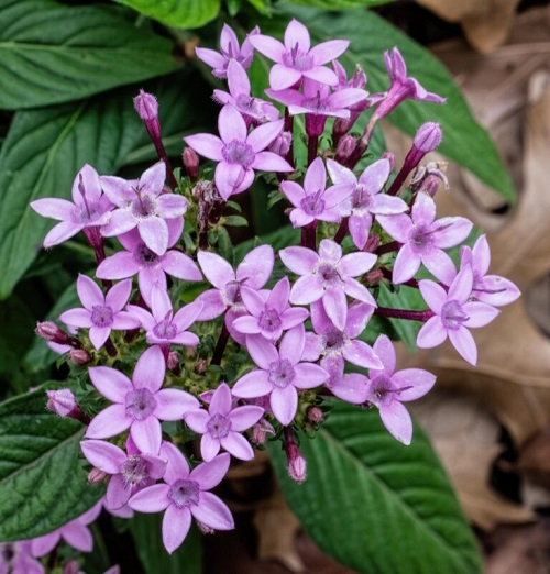 Pentas-768x80.jpg