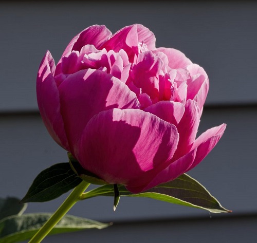 Peony-1-768x727.jpg