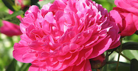 Peony.jpg