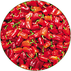 Pepper-Cajun-Belle-2-298x298.png