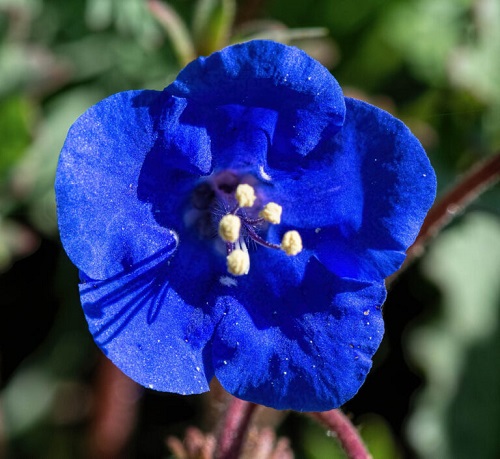 Phacelia-campanularia-1-76.jpg