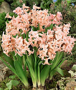 PinkFestivalMultifloraHyacinth.jpg