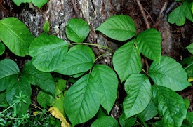 PoisonIvy.jpg