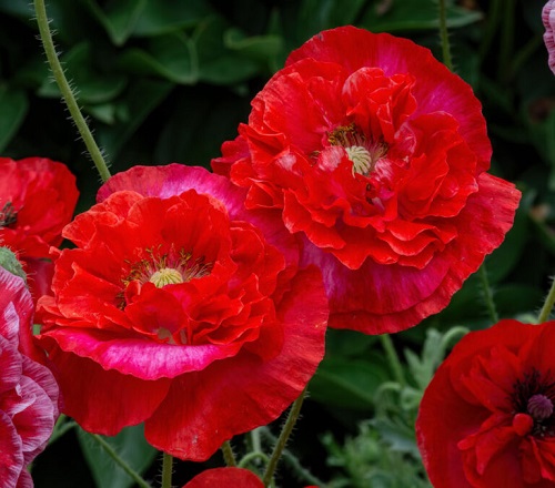 Poppies-1-d.jpg