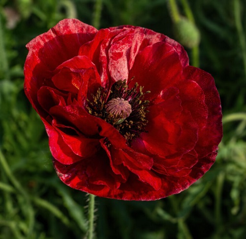 Poppy-06092.jpg