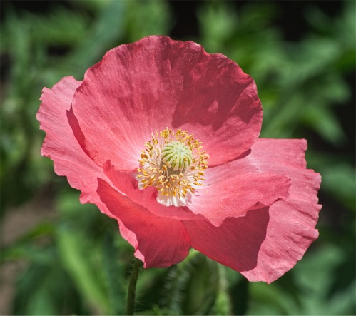 Poppy-1-120.jpg