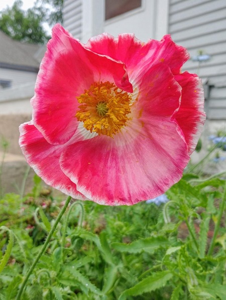 Poppy-1-768x1018.jpg