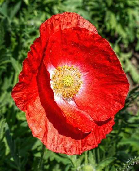Poppy-1200x14.jpg