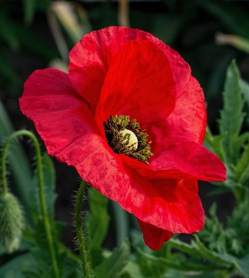 Poppy-3-1-91.jpg