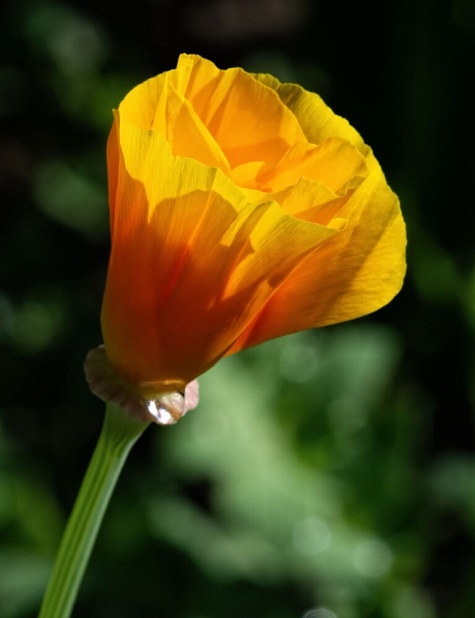 Poppy-768x10.jpg