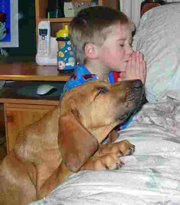 Praying-lab-mix.jpg