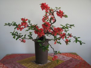 Quince-bonsai-06-300x225.jpg