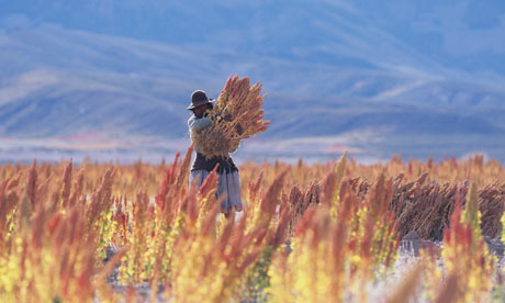 Quinoa-harvest-in-Bolivia-008.jpg