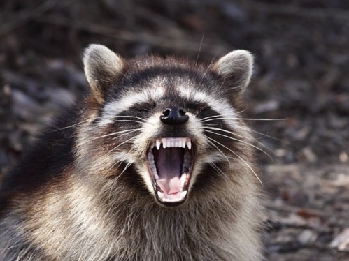 Rabid_Raccoons.jpg