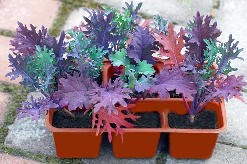 Red-Russian-Kale-Seedlings-Hero.jpg
