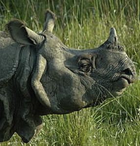 Rhino1.jpg