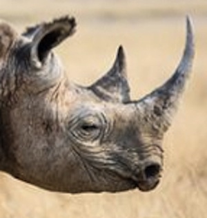 Rhino2.jpg