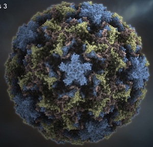 RhinoVirus3.jpg