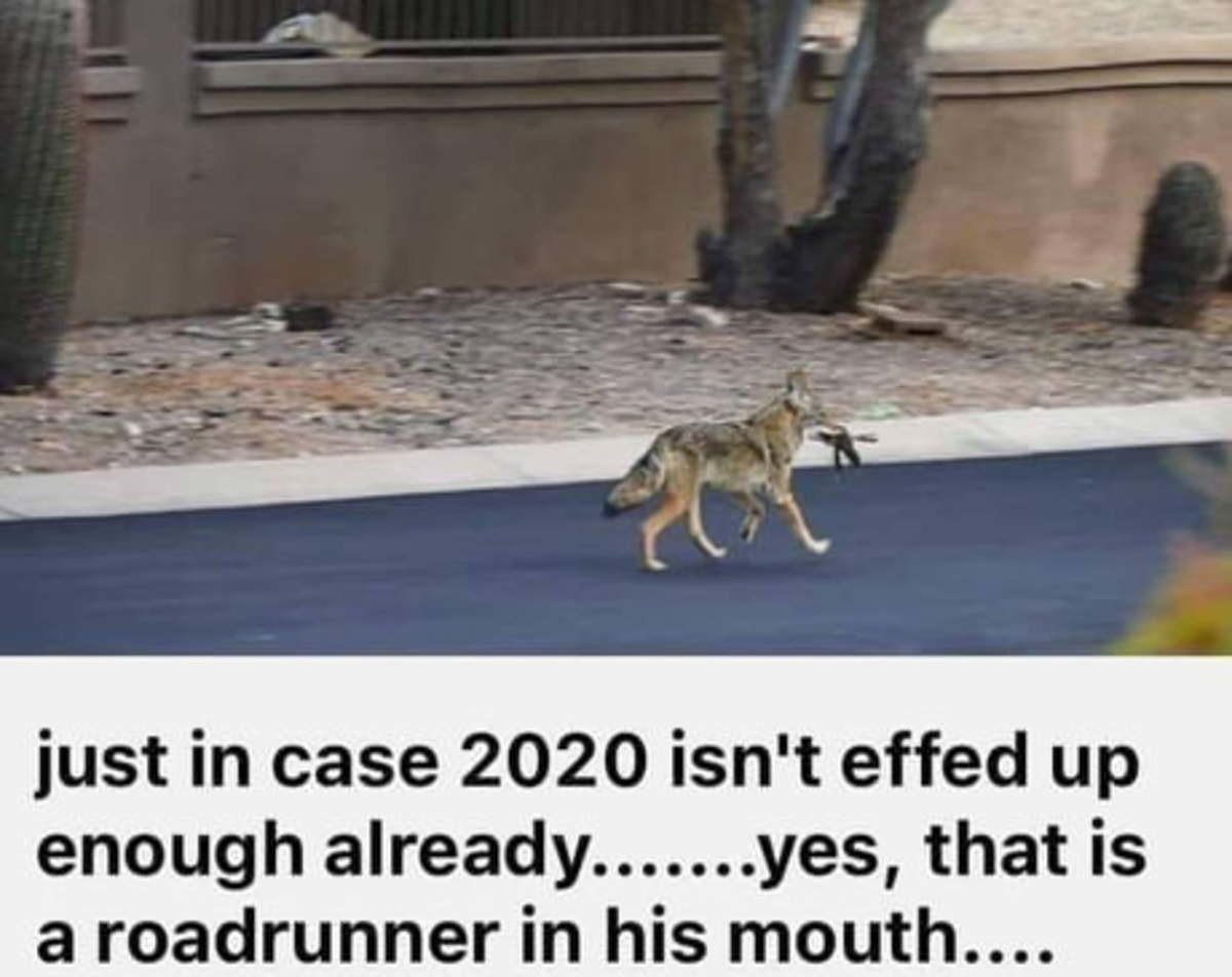 Road Runner.jpg