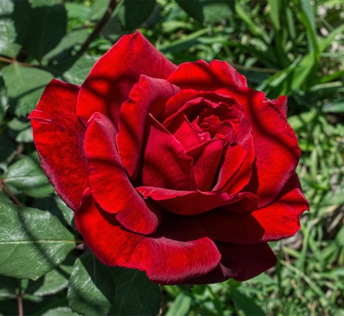 Rose-Don-Juan-120.jpg