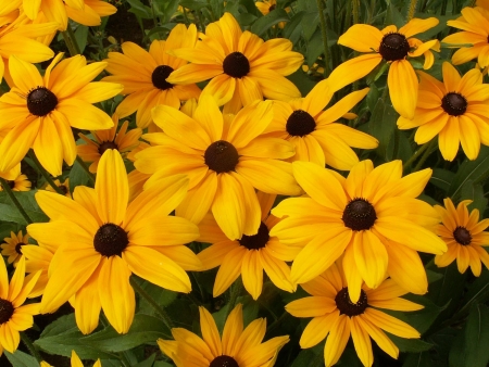 RudbeckiahirtaIndianSummer0523.jpg