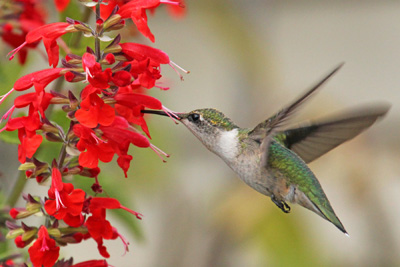 S_coccinea-rubythroat.jpg