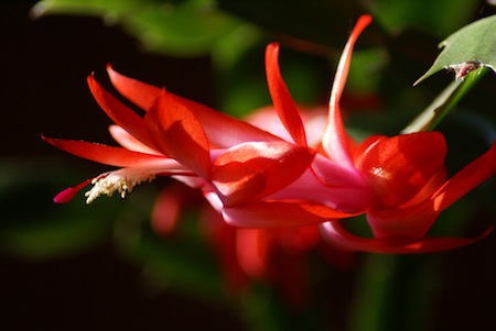 Schlumbergera_truncata3061778201.jpg