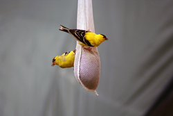 SeedSockBirds.jpg