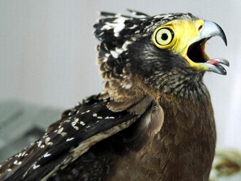 Serpent-Eagle.jpg