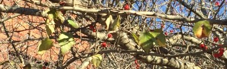 ServiceberryBranchBerriesLeaves.JPG