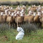 Sheep-Dog-150x150.jpg